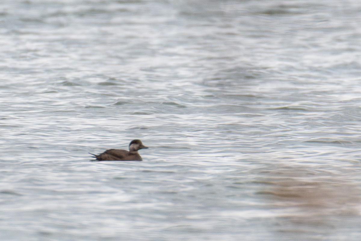 Black Scoter - ML645917884