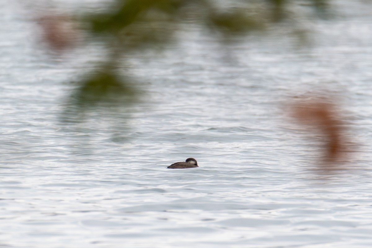 Black Scoter - ML645917885