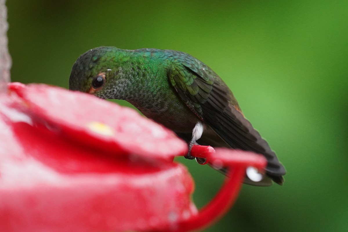 Rufous-tailed Hummingbird - ML645917886