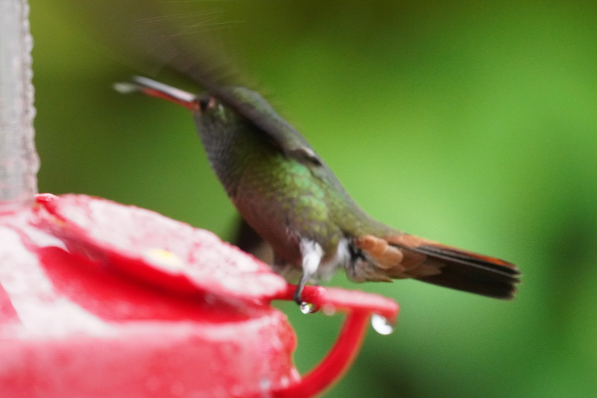 Рыжехвостая амазилия - ML645917887