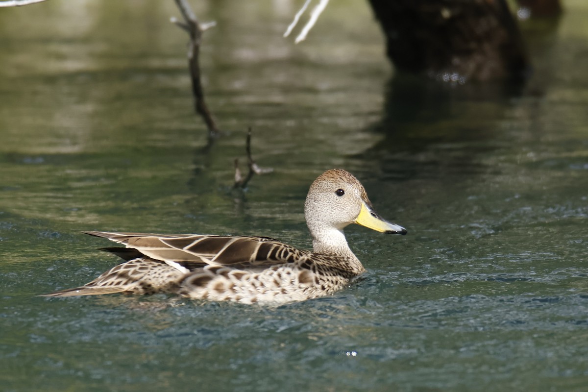 Yellow-billed Pintail - ML645917888