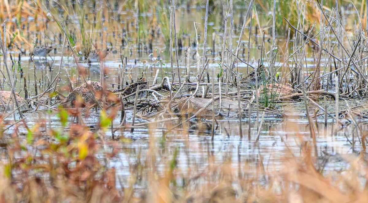 Wilson's Snipe - ML645917895