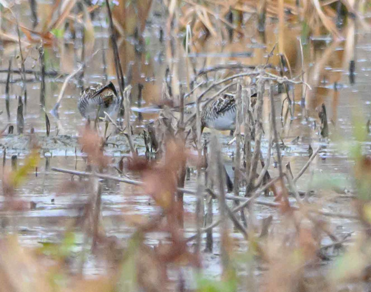 Wilson's Snipe - ML645917896