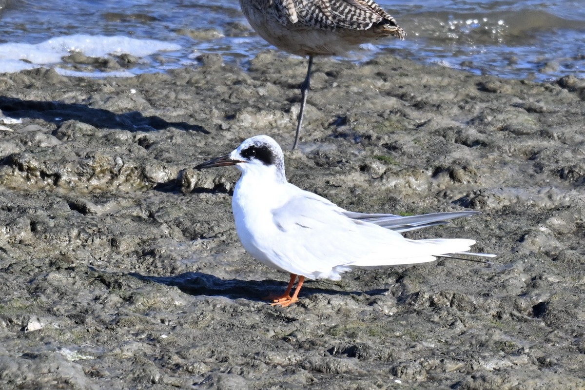 メリケンアジサシ - ML645917897