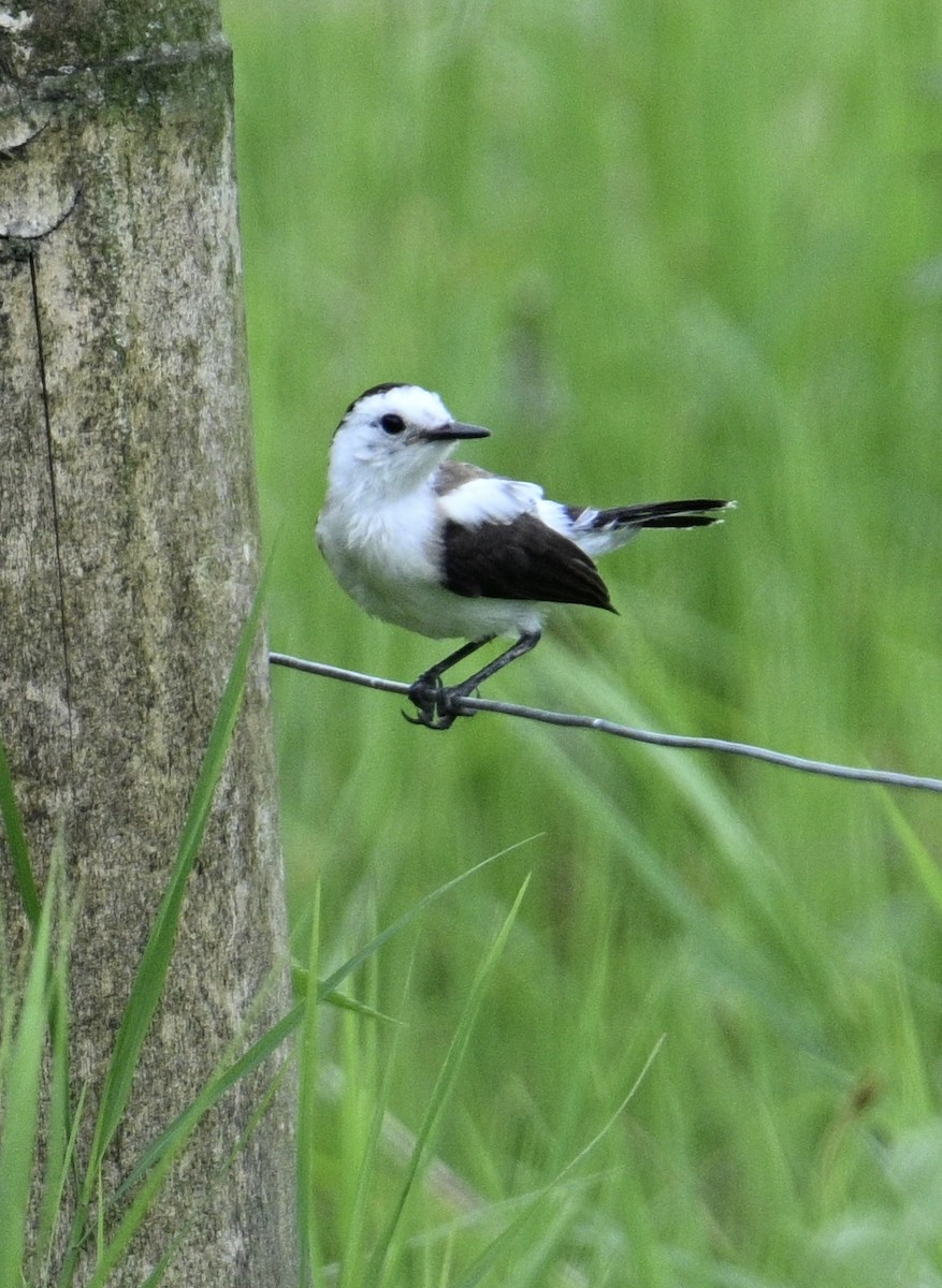 Pied Water-Tyrant - ML645917900