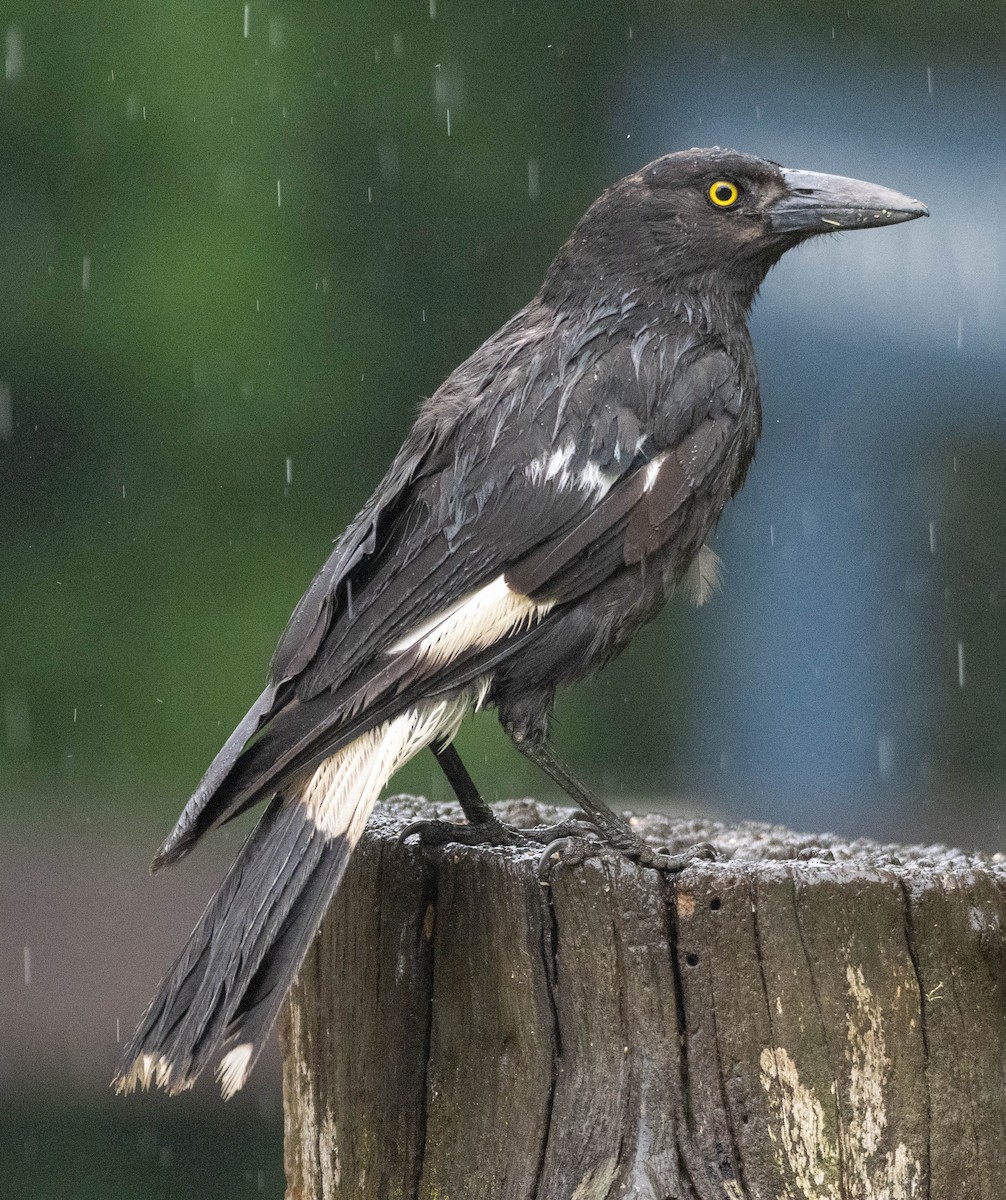 Pied Currawong - ML645917902