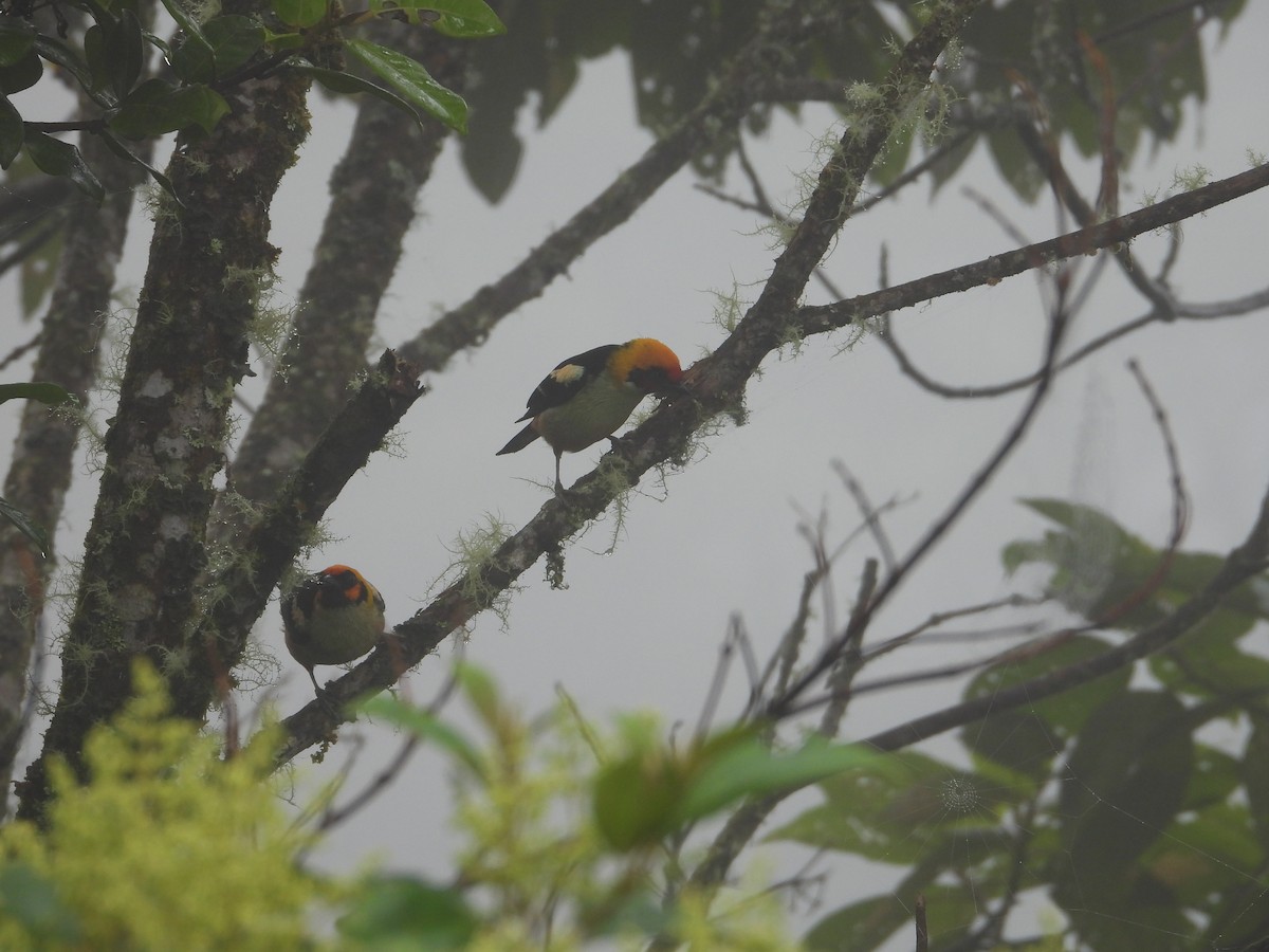 Flame-faced Tanager - ML645917905