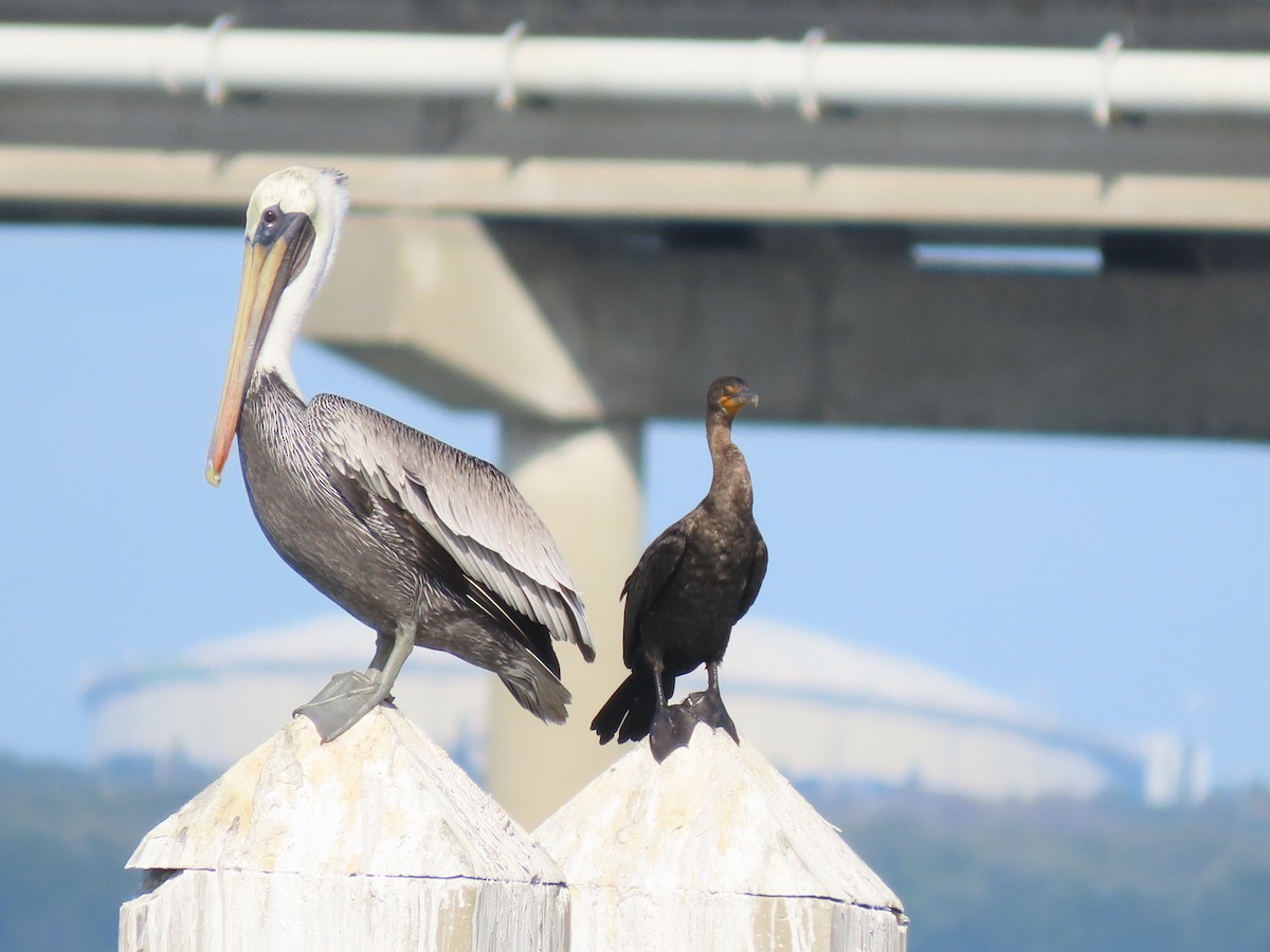 Бурый пеликан - ML645917906