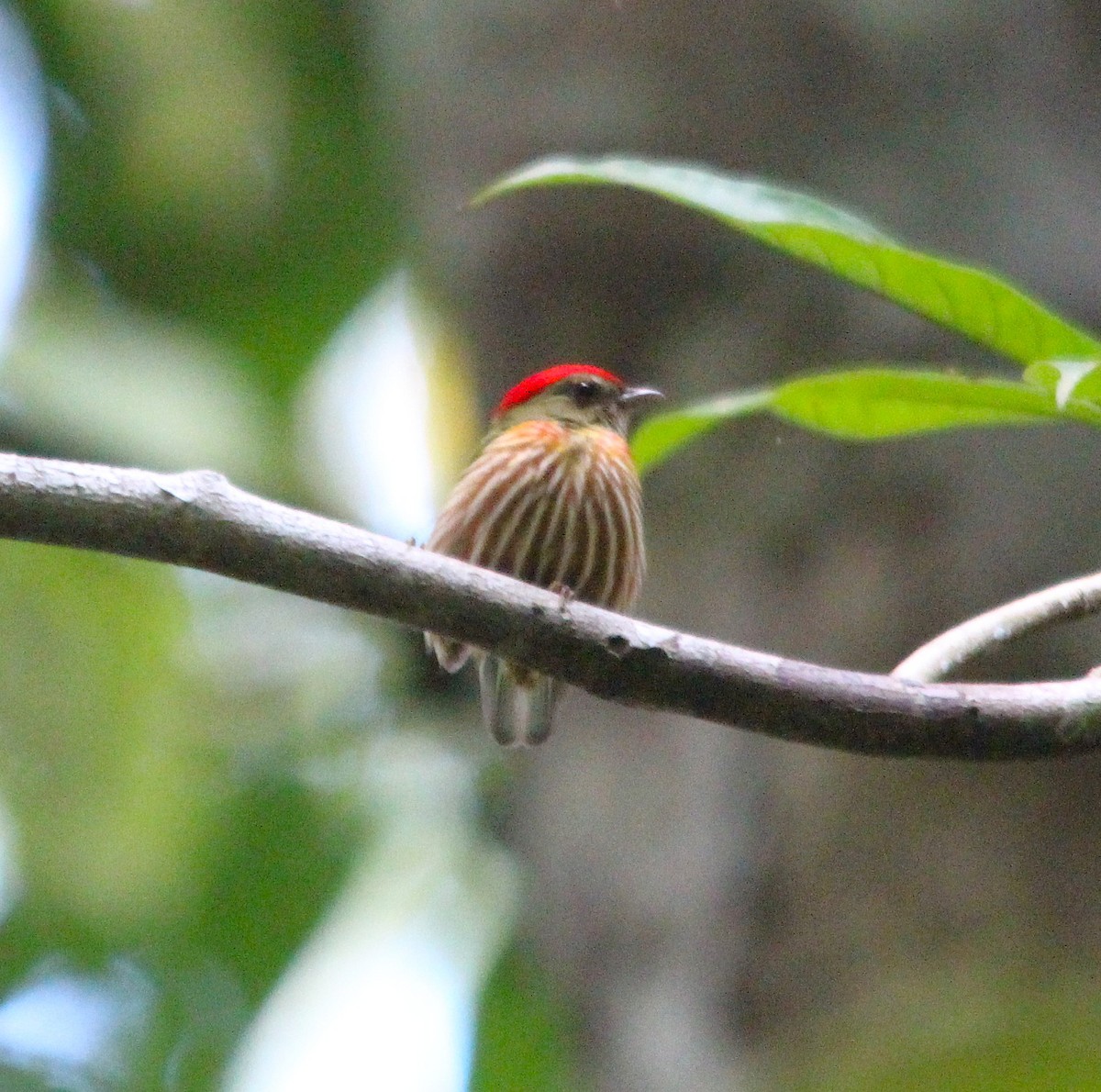 Полосатая пипра - ML645917912