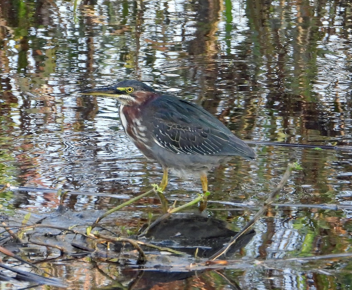 Зеленоспинная цапля - ML645917913