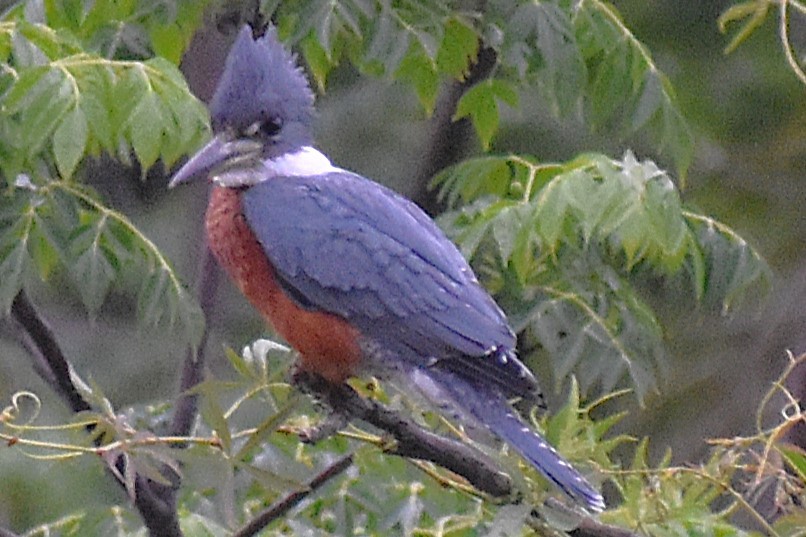 Красногрудый зимородок - ML645917914