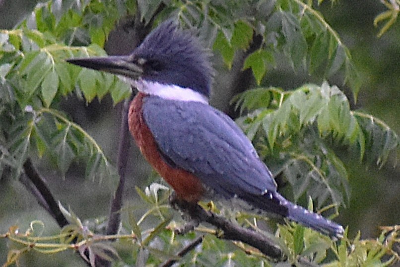 Красногрудый зимородок - ML645917915