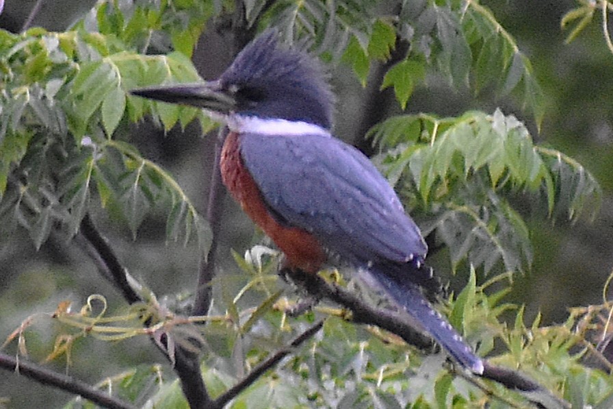 Красногрудый зимородок - ML645917916