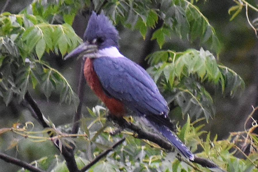 Красногрудый зимородок - ML645917917