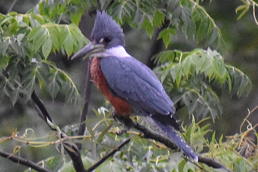 Красногрудый зимородок - ML645917918