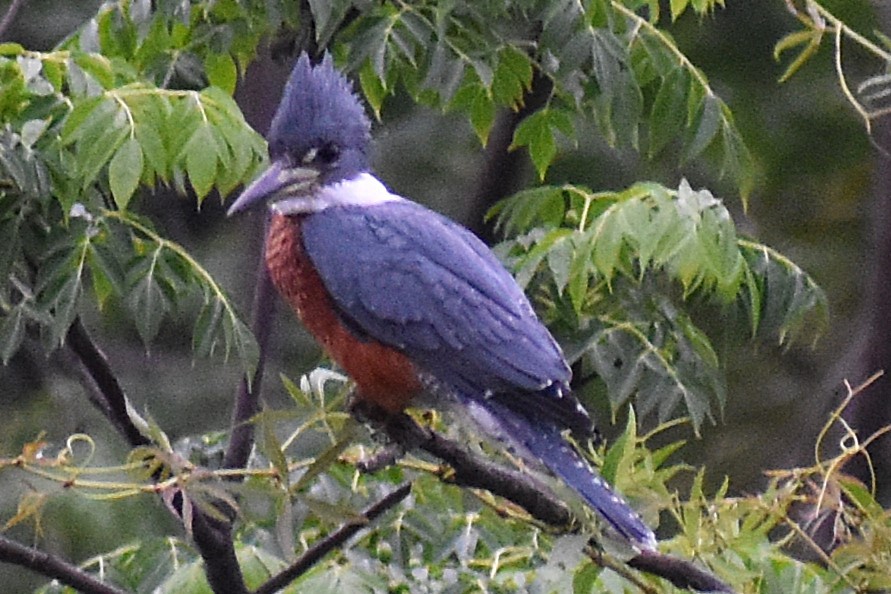 Красногрудый зимородок - ML645917919