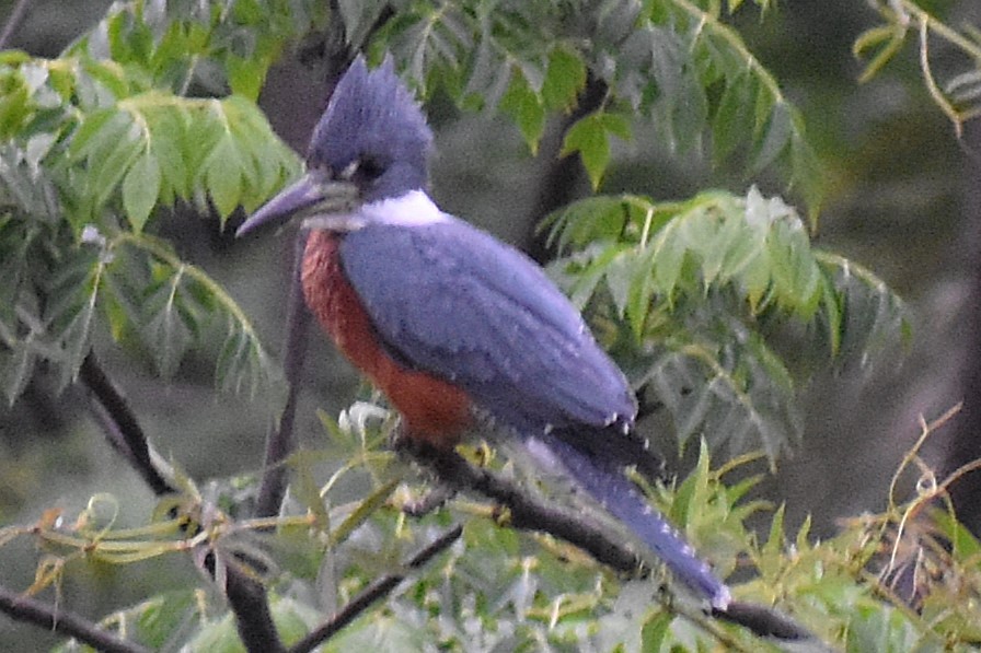 Красногрудый зимородок - ML645917920