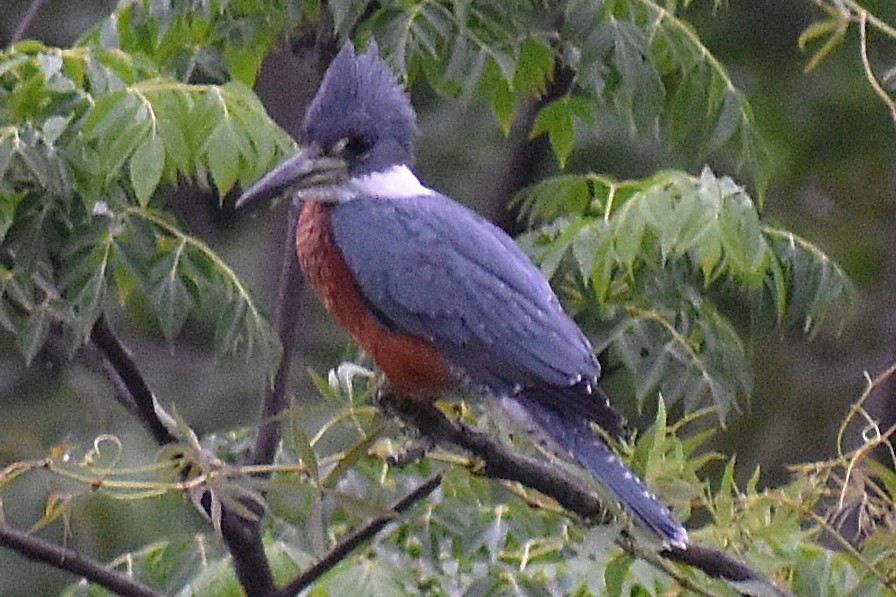 Красногрудый зимородок - ML645917921