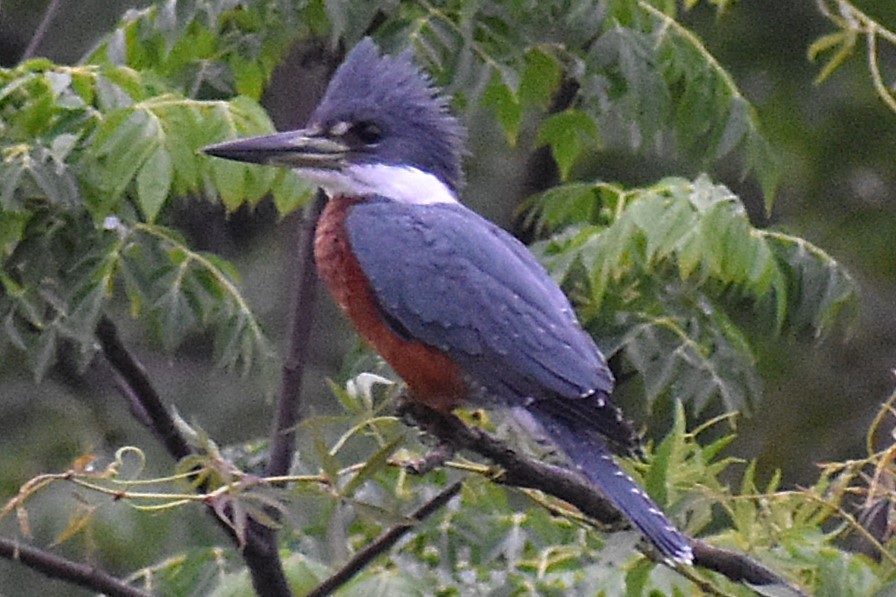 Красногрудый зимородок - ML645917922