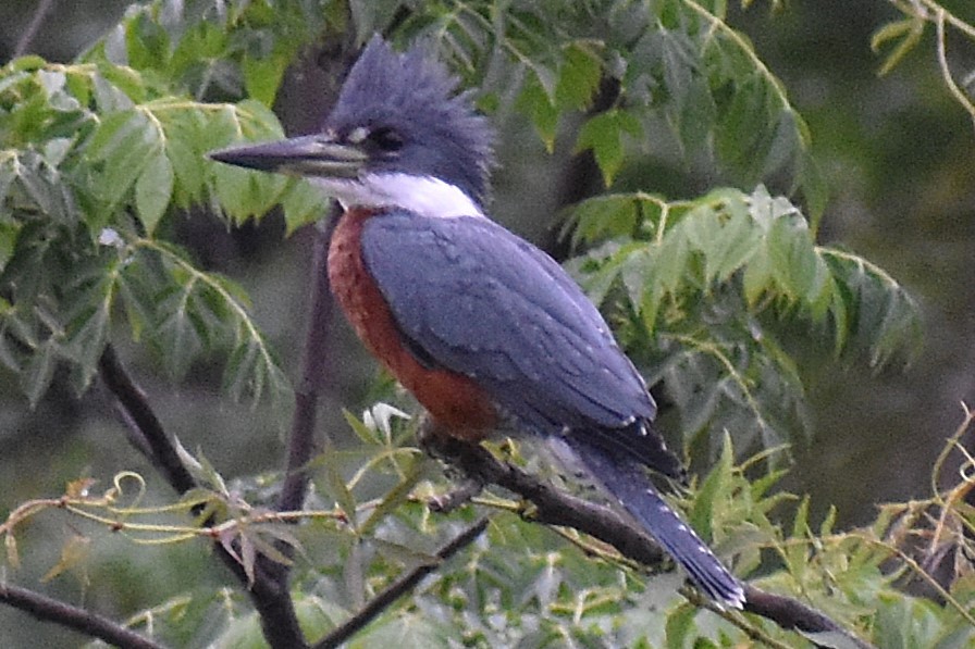 Красногрудый зимородок - ML645917923