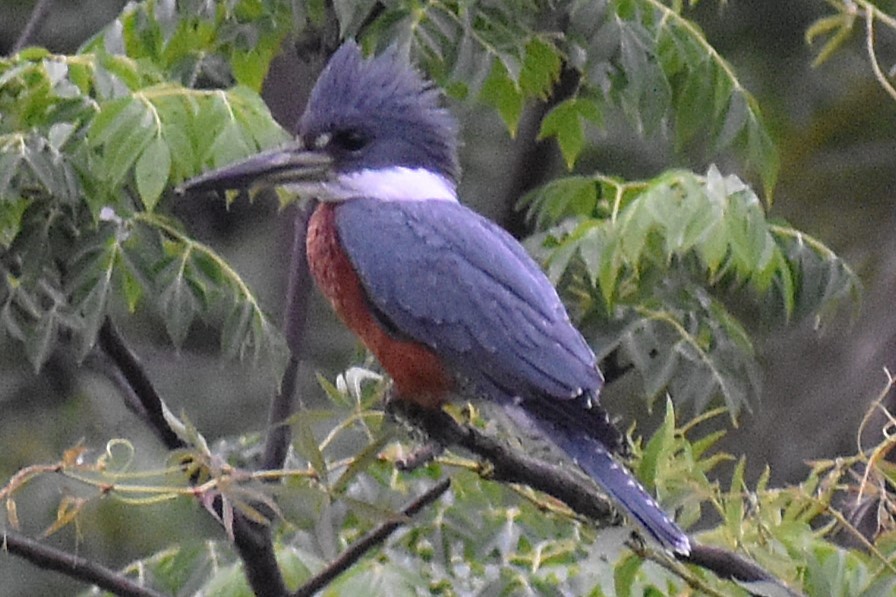 Красногрудый зимородок - ML645917924