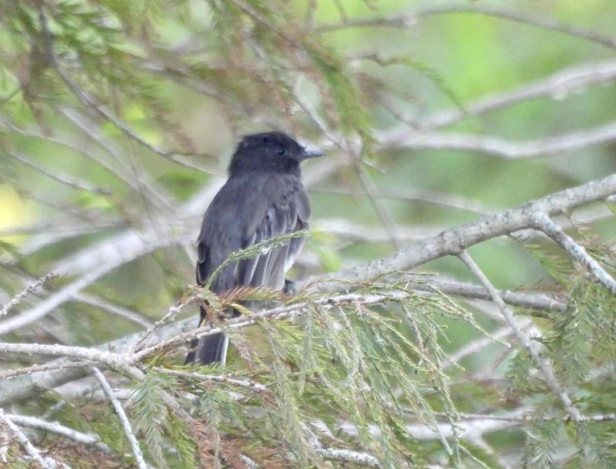 Чёрный фиби - ML645917925