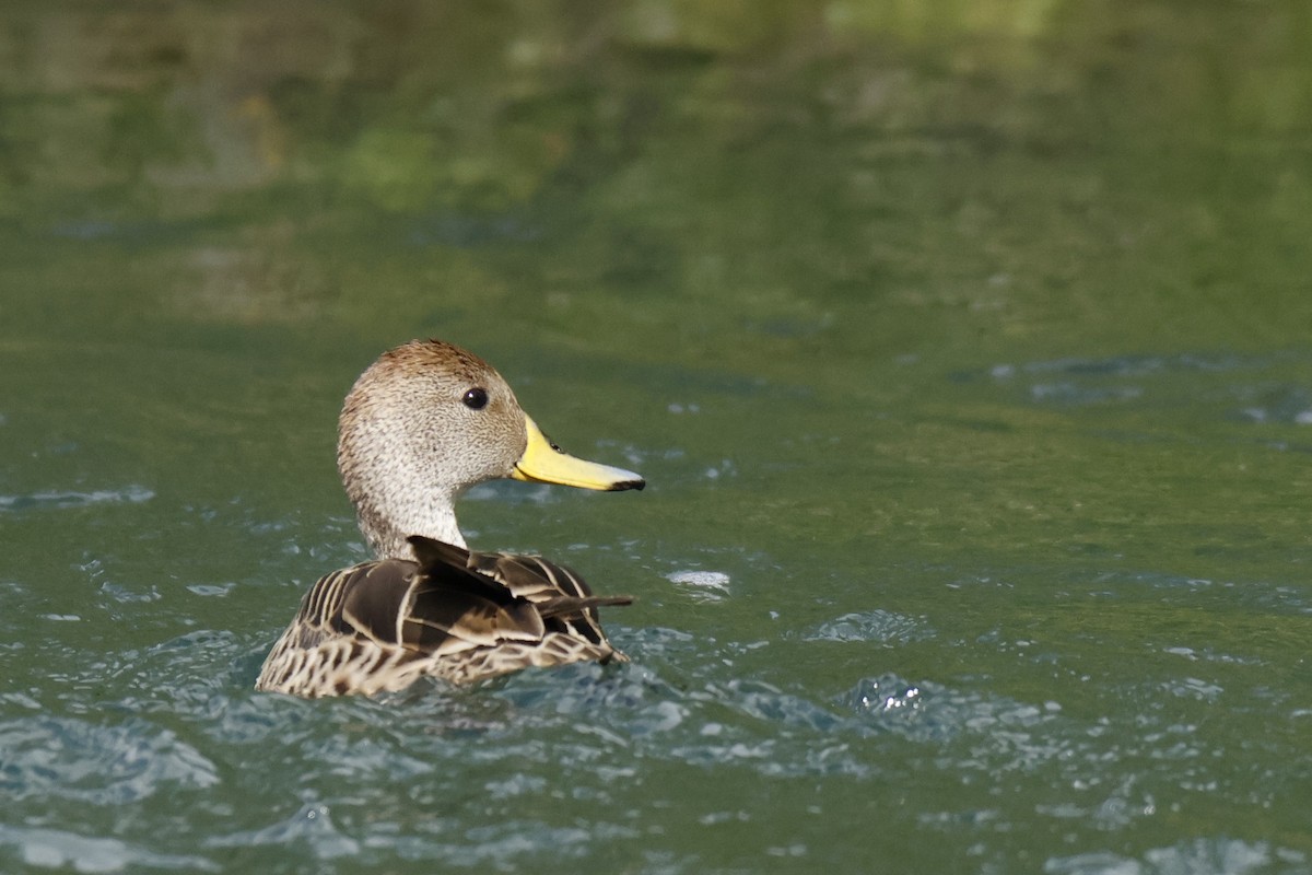 Желтоклювая шилохвость - ML645917926