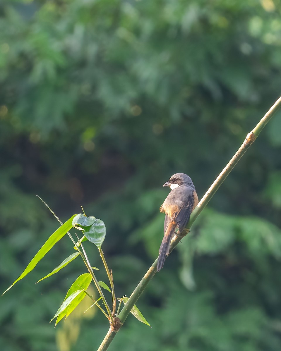 Тибетский сорокопут - ML645917928