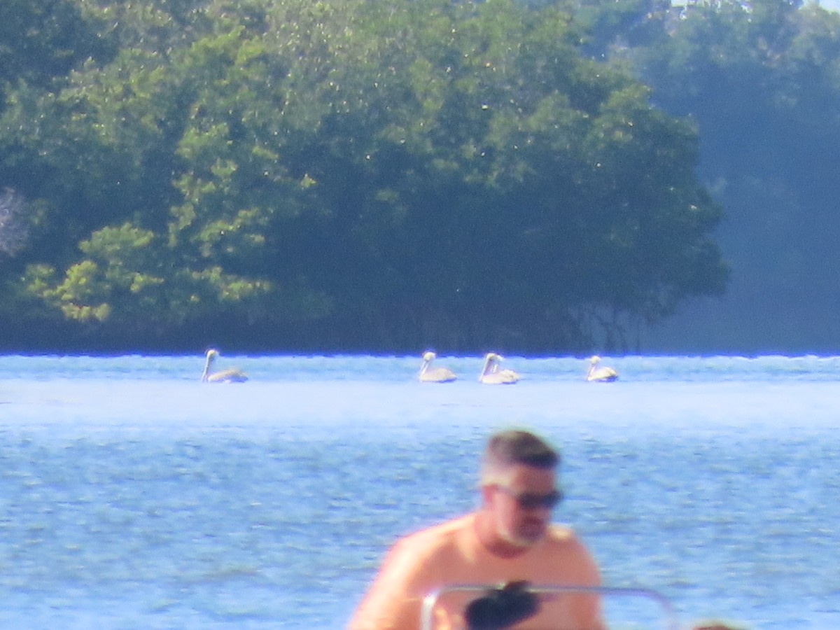 Пеликан-носорог - ML645917929