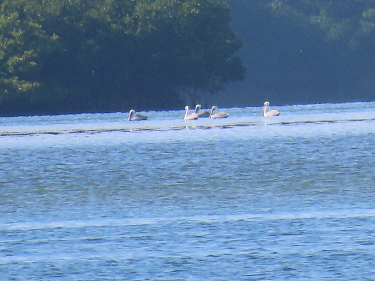 Пеликан-носорог - ML645917930