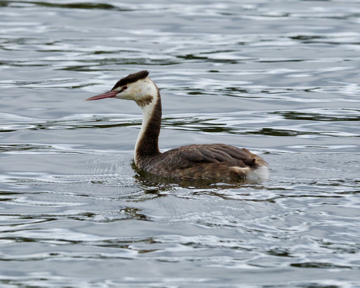 Чомга - ML645917932