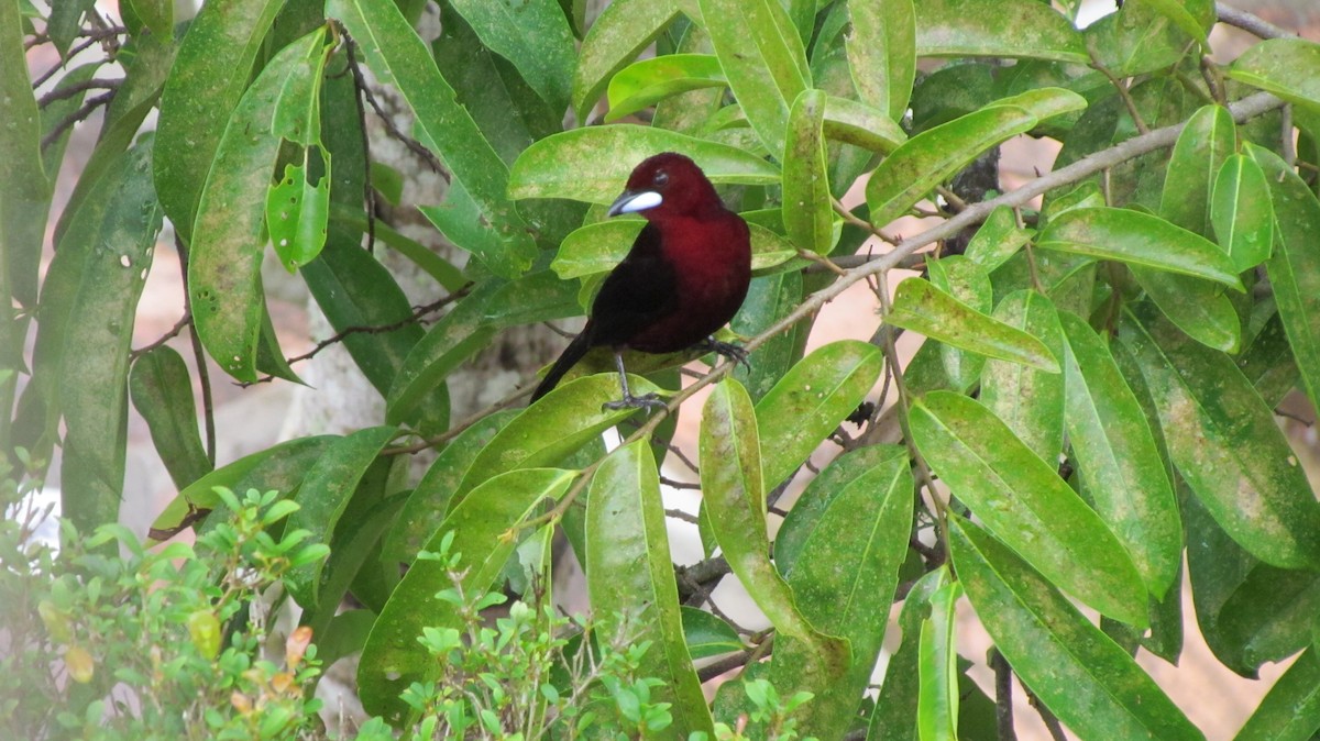 Пурпурный сереброклюв - ML645917933