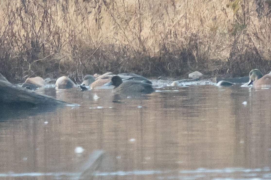 スズガモ - ML645917934