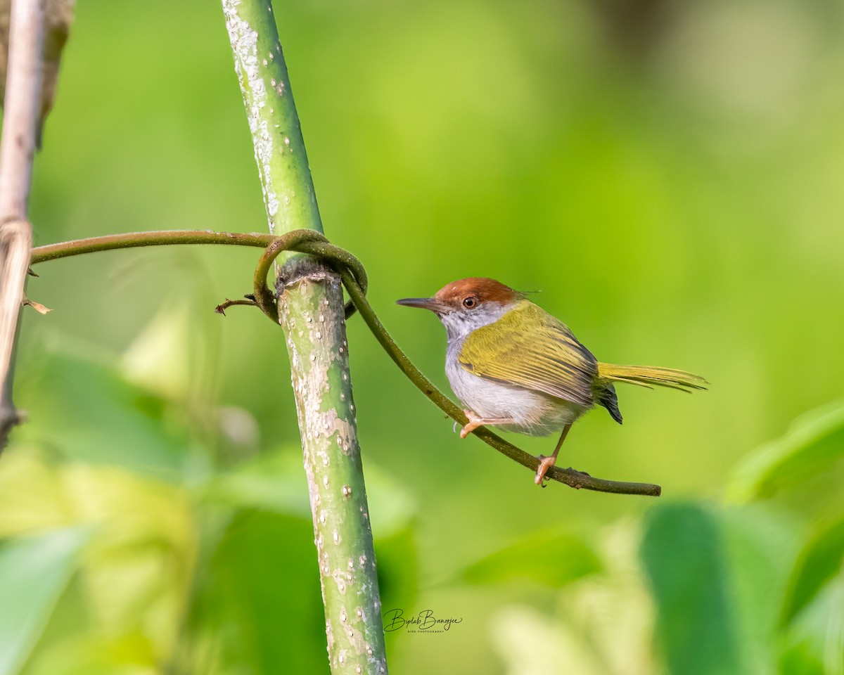 Черногорлая портниха - ML645917935