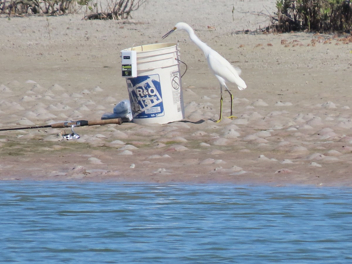 Большая белая цапля - ML645917936