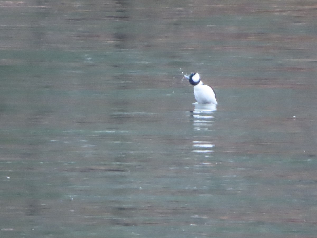 Гоголь-головастик - ML645917937