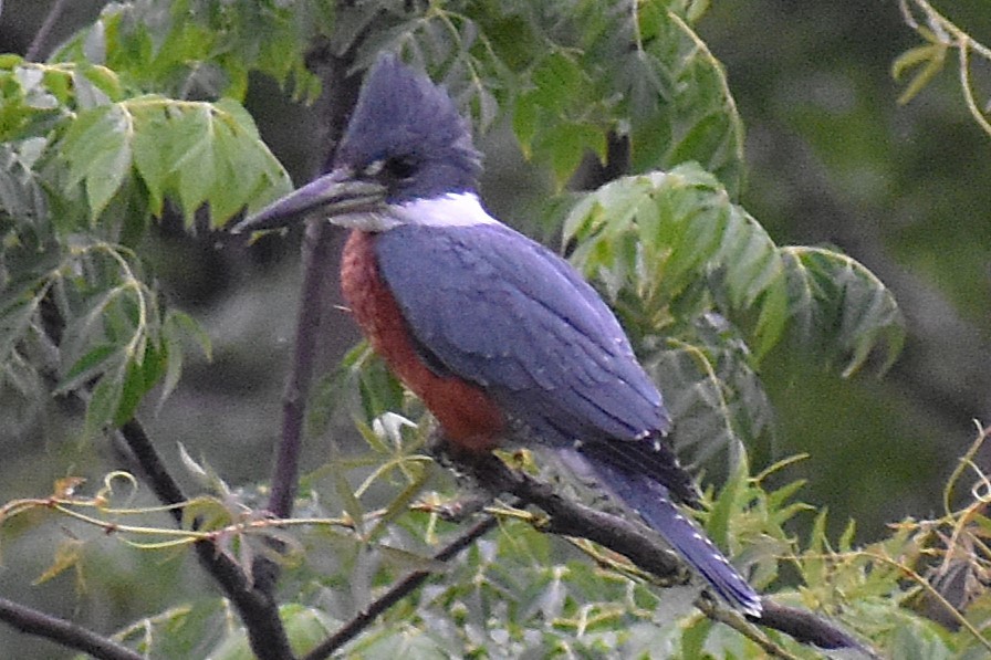 Красногрудый зимородок - ML645917938