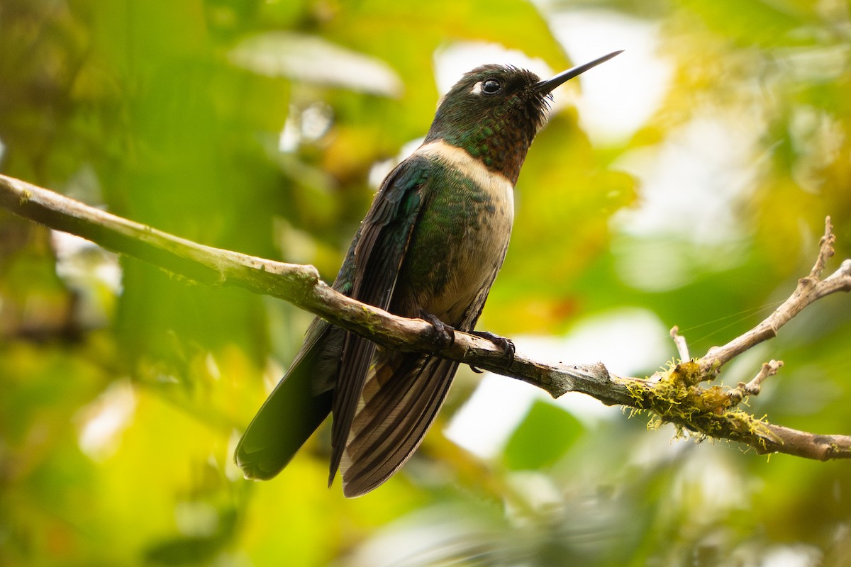 Amethyst-throated Sunangel - ML645917939