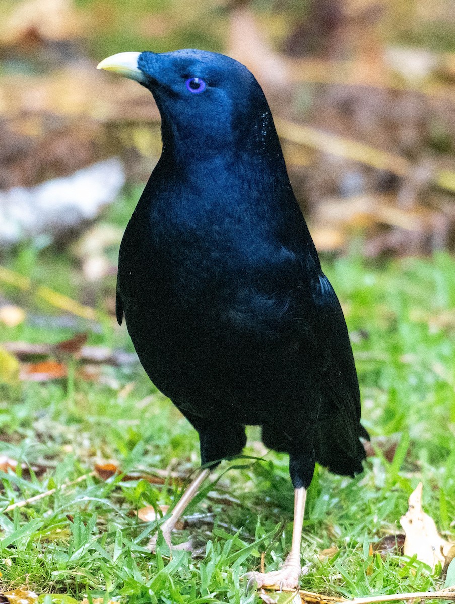 Атласный шалашник - ML645917940