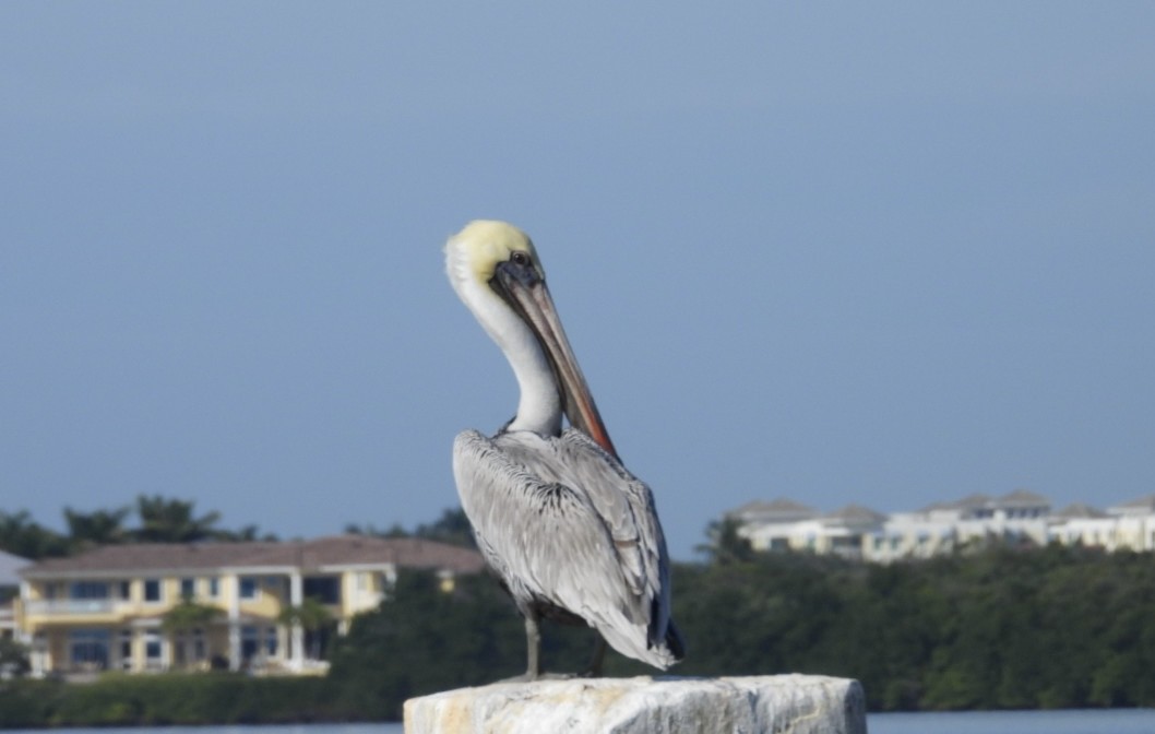 Бурый пеликан - ML645917941