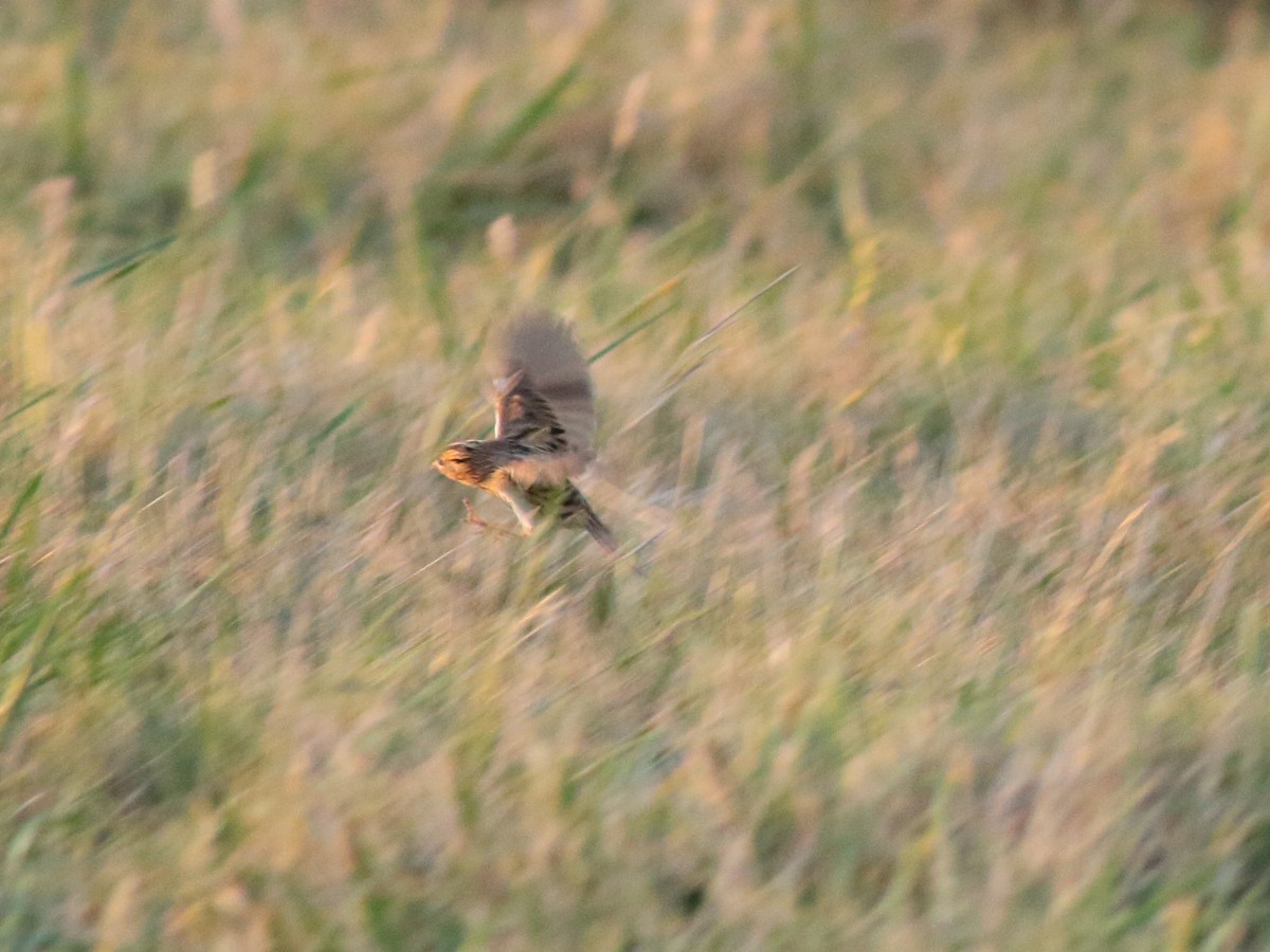 LeConte's Sparrow - ML645917943