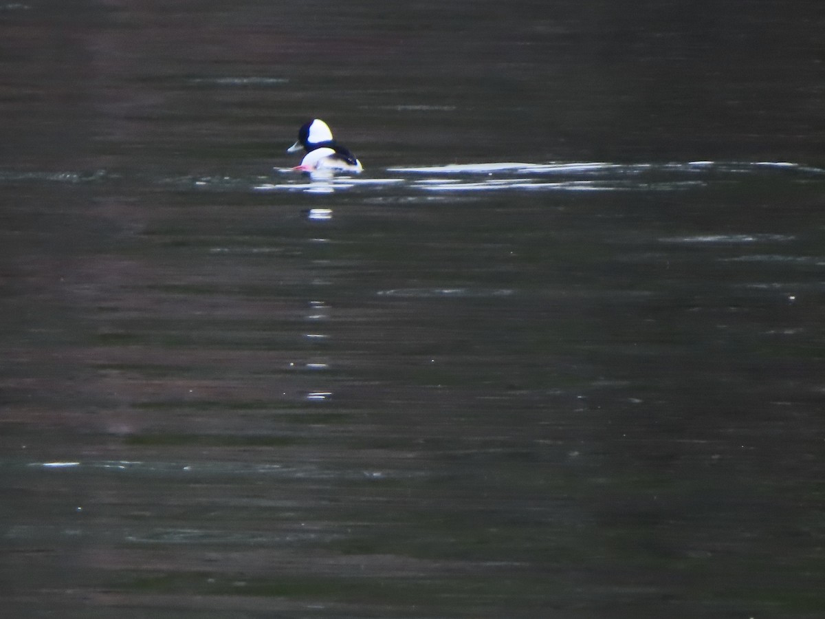 Bufflehead - ML645917946