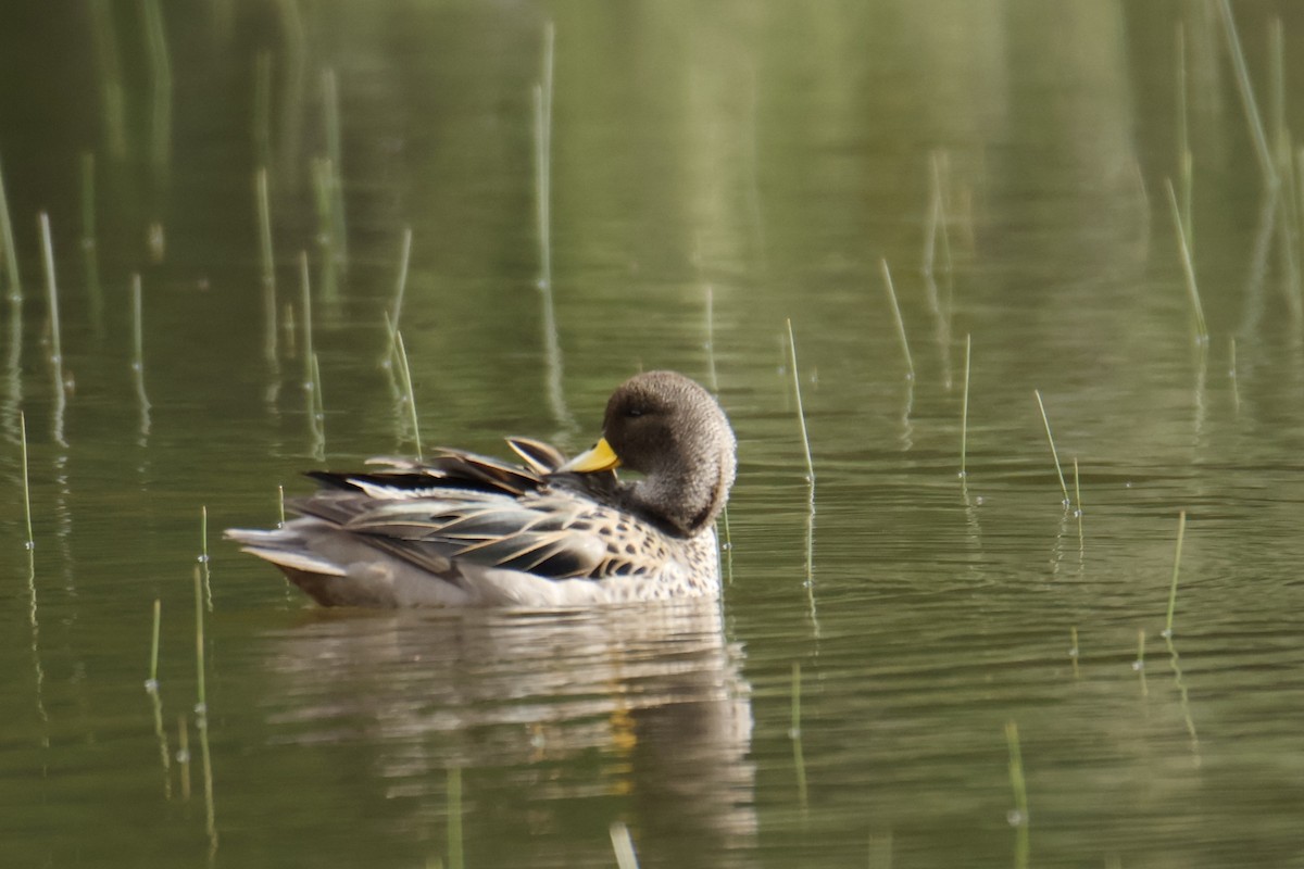 Yellow-billed Teal - ML645917955