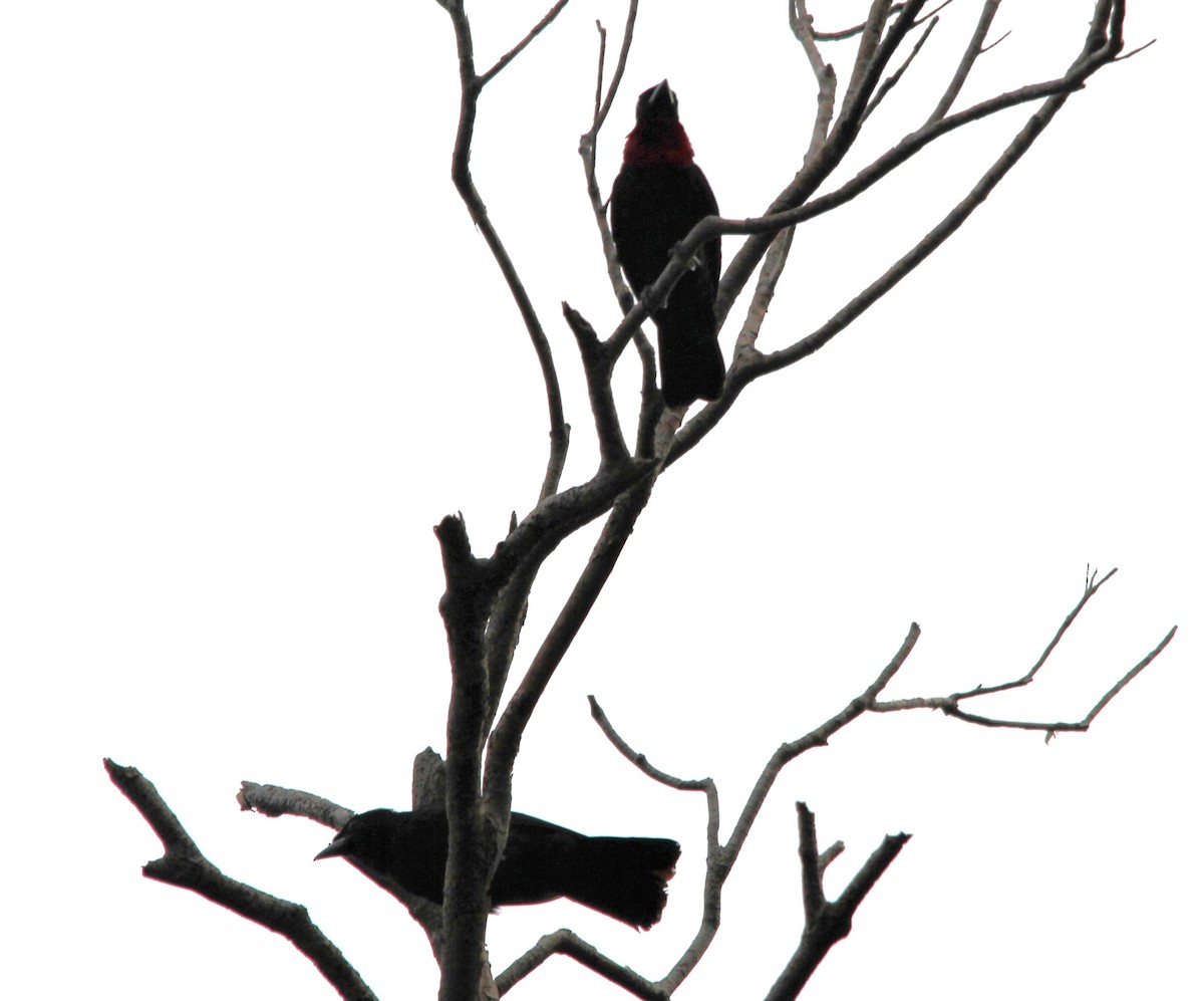 Purple-throated Fruitcrow - ML645917964