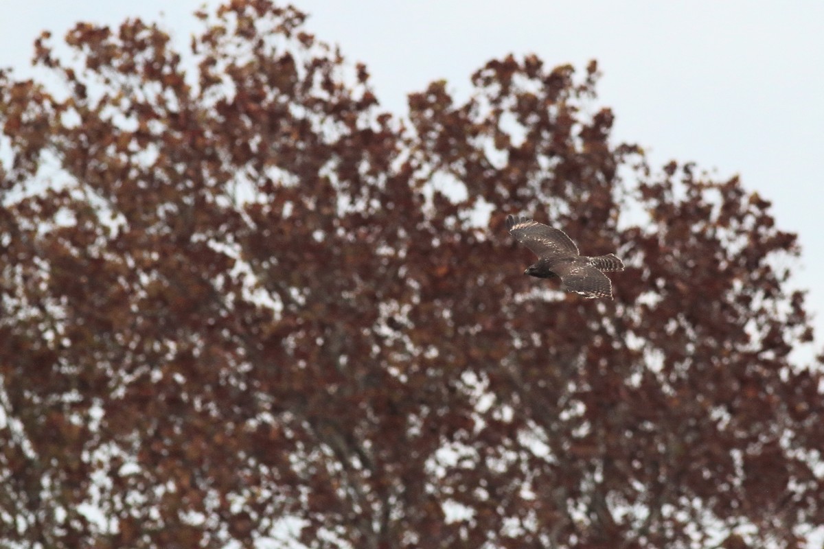 Red-shouldered Hawk - ML645917990