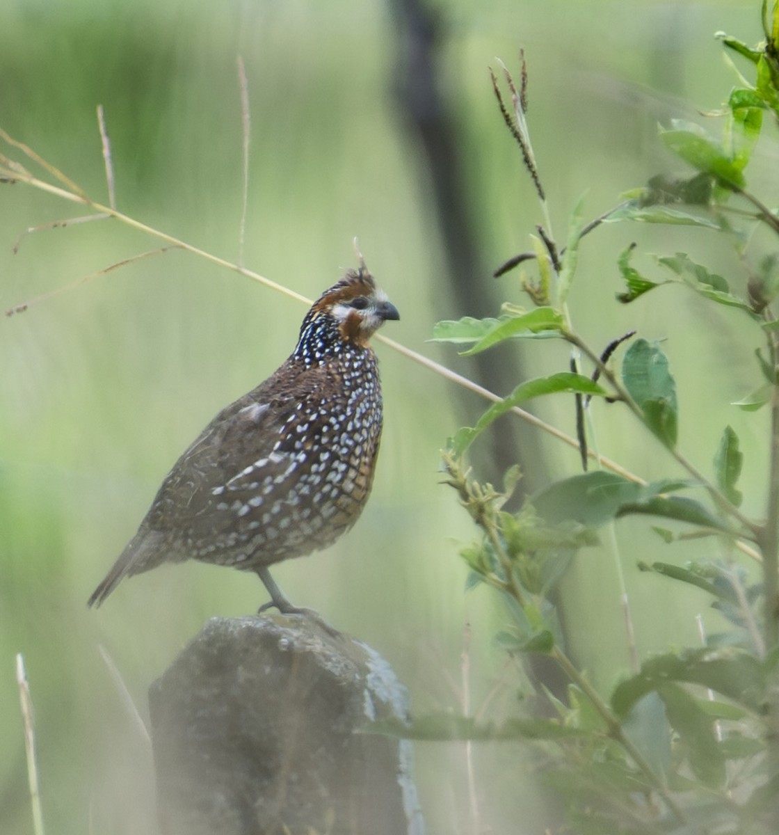 Crested Bobwhite - ML645917992