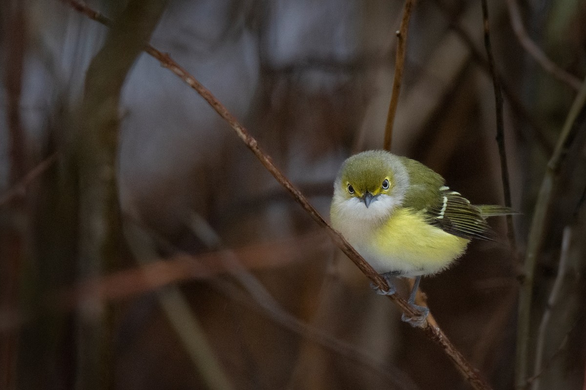 White-eyed Vireo - ML645917993