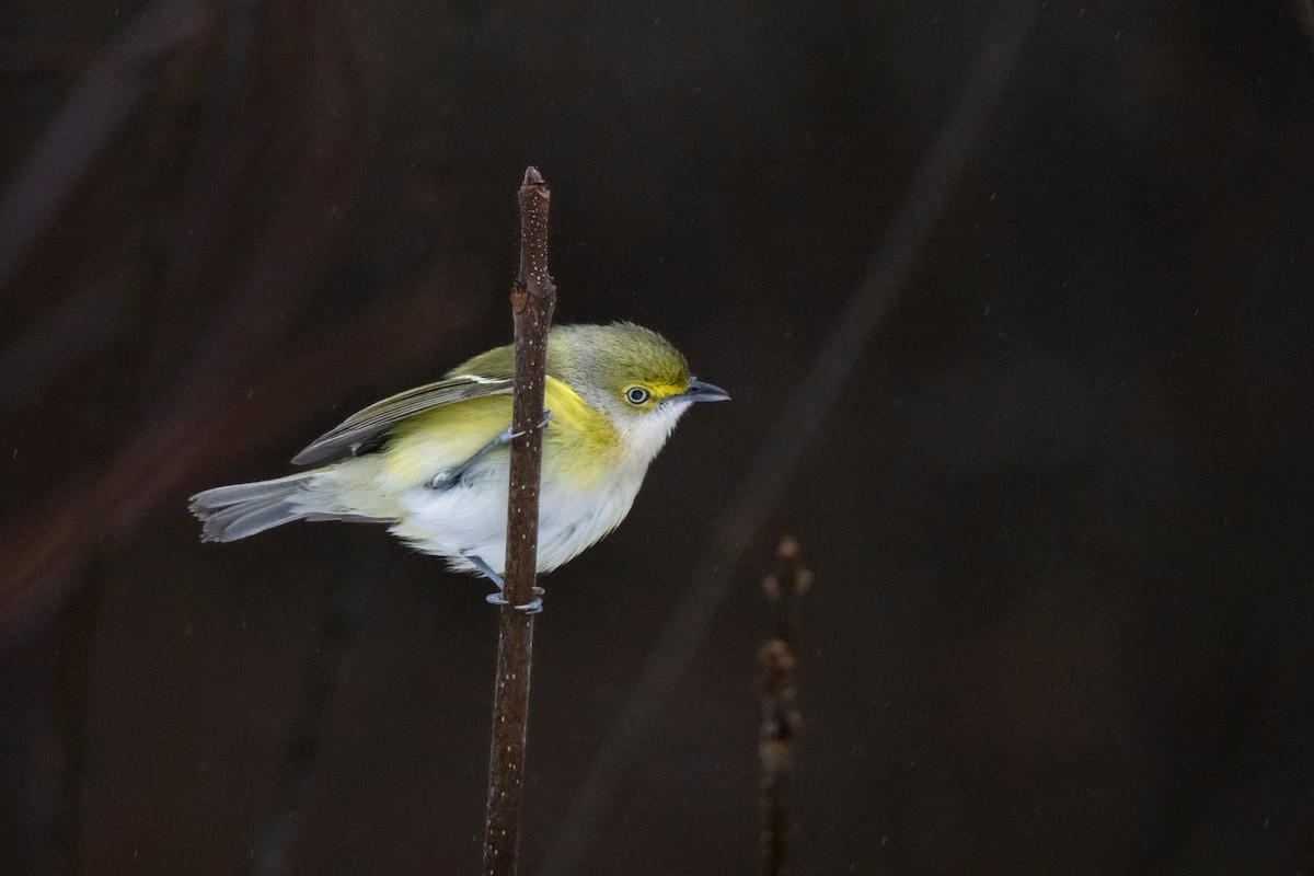 White-eyed Vireo - ML645917994