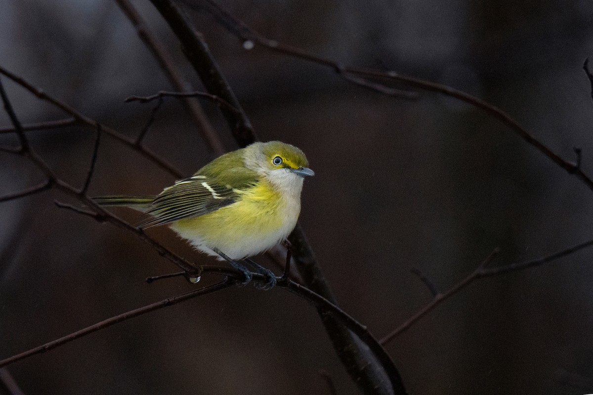 White-eyed Vireo - ML645917995