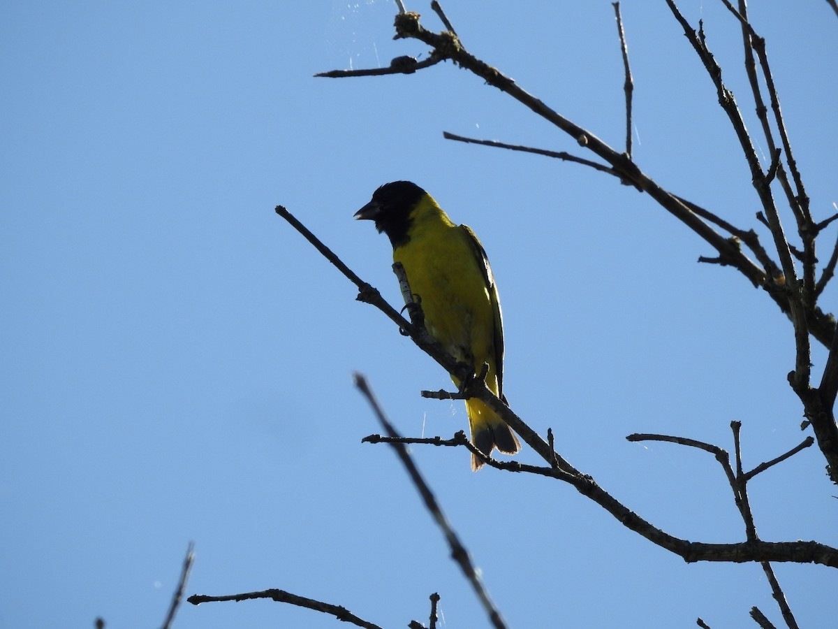 Hooded Siskin - ML645917997
